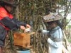 Apiculture raisonnée au Laos